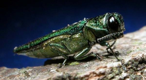US : Destructive Ash Borer beetle found in Suffolk County