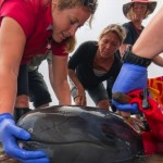 Vancouver Aquarium staff work to save false killer whale