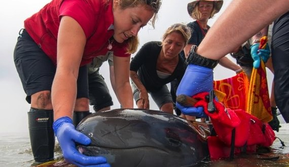 Vancouver Aquarium staff work to save false killer whale