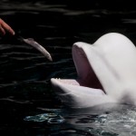 Vancouver Aquarium whale debate continues
