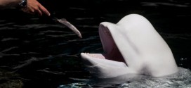 Vancouver Aquarium whale debate continues