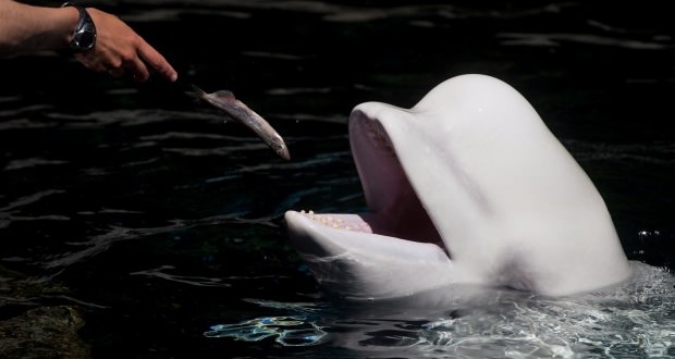 Vancouver Aquarium whale debate continues (Video)