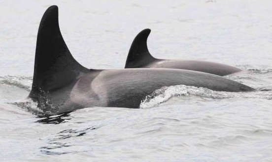 Vancouver : Here’s your chance to name a baby orca