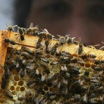 Vancouver : Main Street community garden breaks out in hives