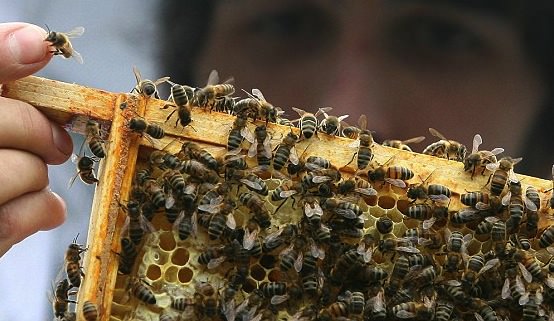 Vancouver : Main Street community garden breaks out in hives