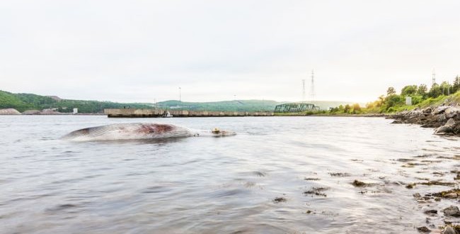 Whale carcass near Canso Causeway, Report