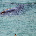 Whale to give birth off Sydney's coast