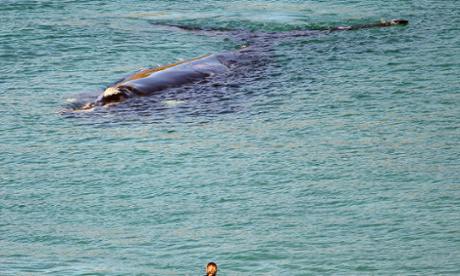Whale to give birth off Sydney’s coast (Video)