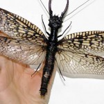World's Largest Flying Aquatic Insect Found in China