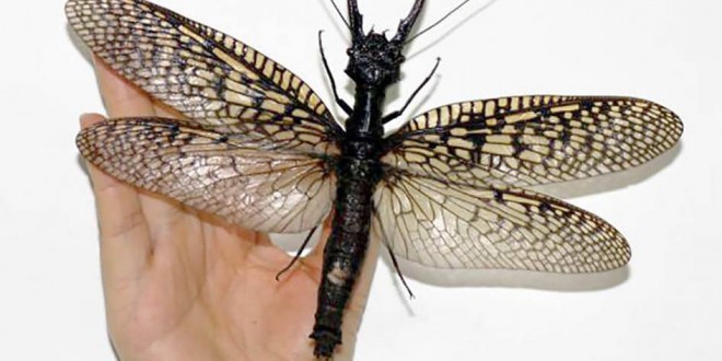 World’s Largest Flying Aquatic Insect Found in China (Video)