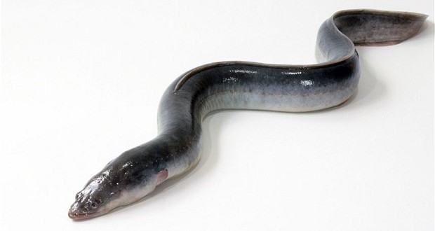 Swedish eel dies at 155