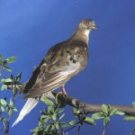 About Martha, the last of the passenger pigeons, Report