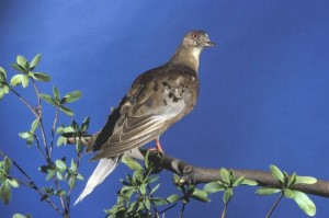 About Martha, the last of the passenger pigeons, Report