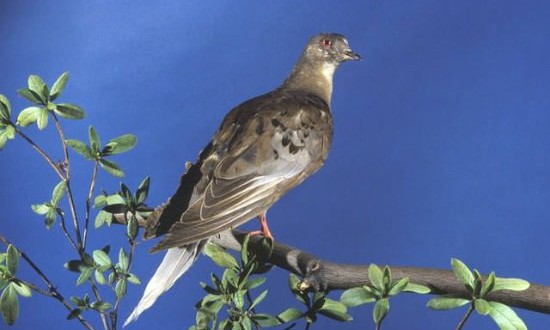 About Martha, the last of the passenger pigeons, Report