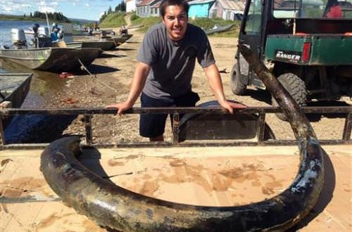 Alaska : Mom, son find tusks 22 years apart