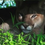 Alberta Environment worker attacked by cougar