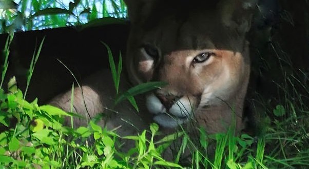 Alberta Environment worker attacked by cougar