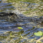 Alligator hunt opens at Loxahatchee