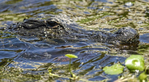 Alligator hunt opens at Loxahatchee