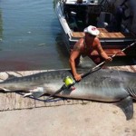 Angler catches 809-pound tiger shark