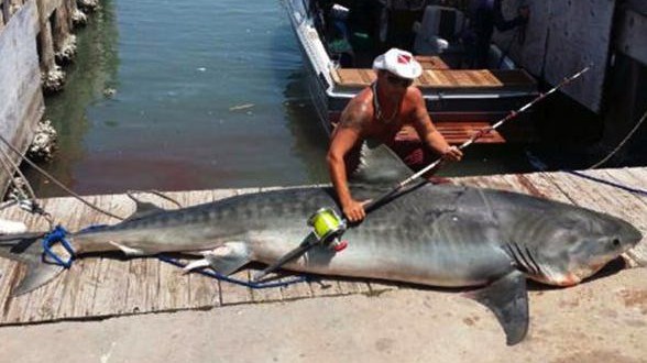 Angler catches 809-pound tiger shark