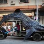 Chinese fisherman transports giant whale shark on his truck