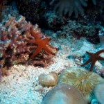 Coral and fish can 'smell' bad reefs, New Study