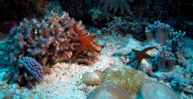 Coral and fish can ‘smell’ bad reefs, New Study