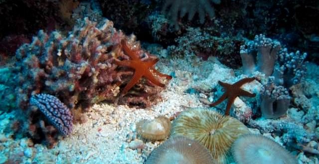 Coral and fish can 'smell' bad reefs, New Study