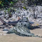 Crocodile And Shark Fight To Death In Australia