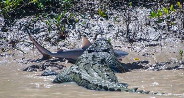 Crocodile And Shark Fight To Death In Australia