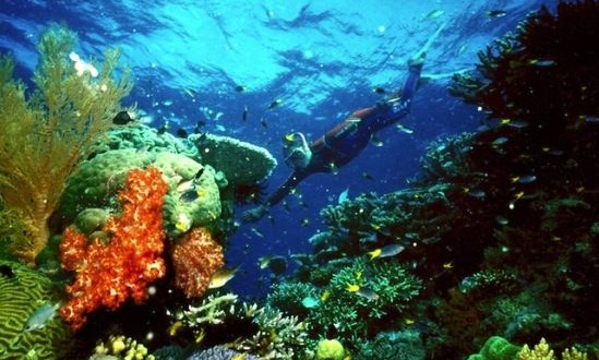 Fish, coral can smell and stay away from damaged reefs, Study
