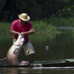 Giant Amazon Fish Becoming Extinct in Many Communities, Study
