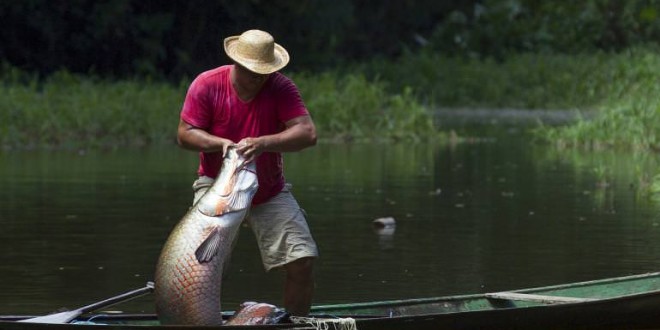 Giant Amazon Fish Becoming Extinct in Many Communities, Study