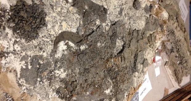 Giant shark fossil was in museum's storage
