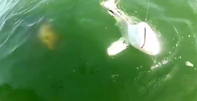 Grouper Swallows Shark Whole (Video)
