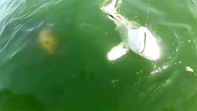 Grouper Swallows Shark Whole (Video) - Canada Journal - News of the World
