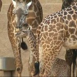 Houston Zoo welcomes adorable new baby giraffe