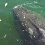 Humpback whale's hour-long visit with BC boat caught on camera
