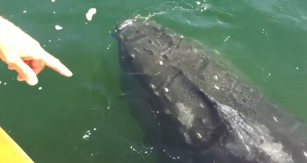 Humpback whale's hour-long visit with BC boat caught on camera