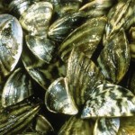 Manitoba : Zebra mussels still in Lake Winnipeg