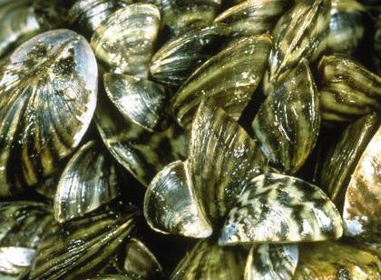 Manitoba : Zebra mussels still in Lake Winnipeg