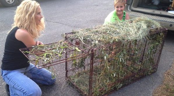 Manitoba cat with bug catcher on head is caught safe