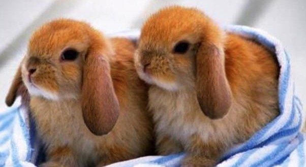 New research sheds light on rabbit domestication, Study