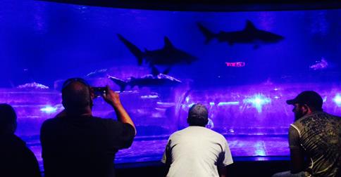 Oklahoma Aquarium to Host Shark Week Activities for All Ages