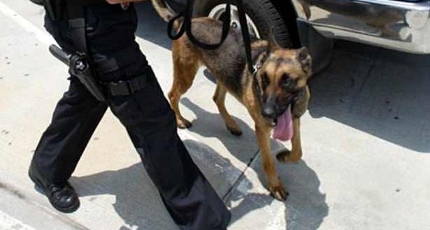 Police dog killed by lightning strike, Report