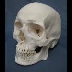 RCMP : Skull mystery emerges from garage in Hinton