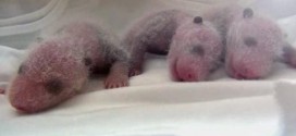 Rare panda triplets born in China