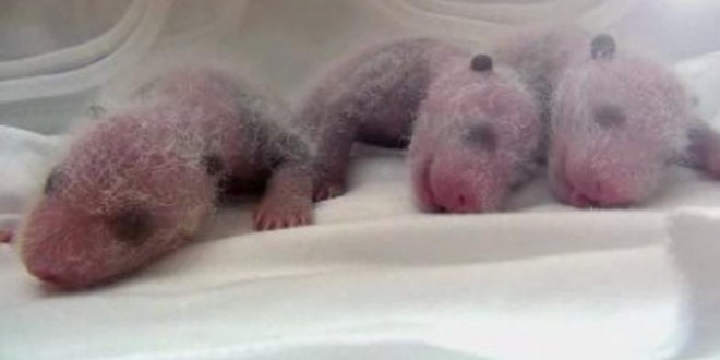 Rare panda triplets born in China