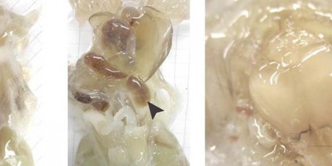 Researchers create see-through mouse and rat bodies